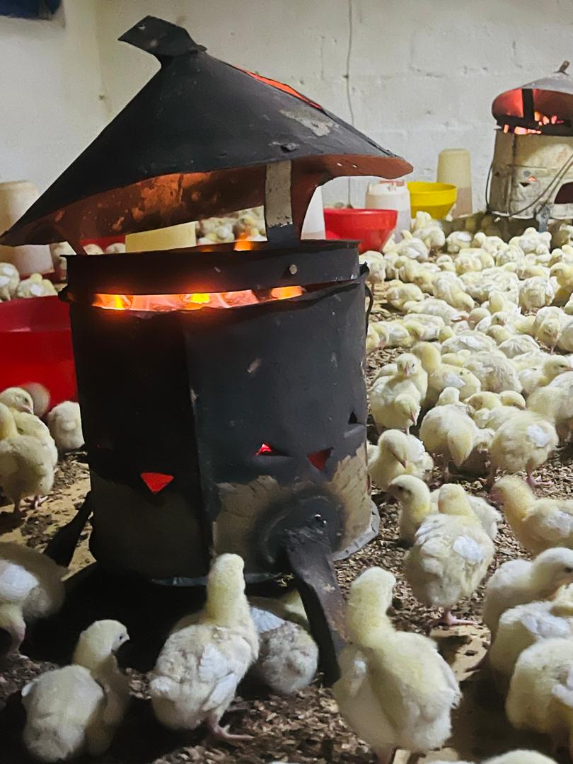 Keeping chicks warm for 6 hours